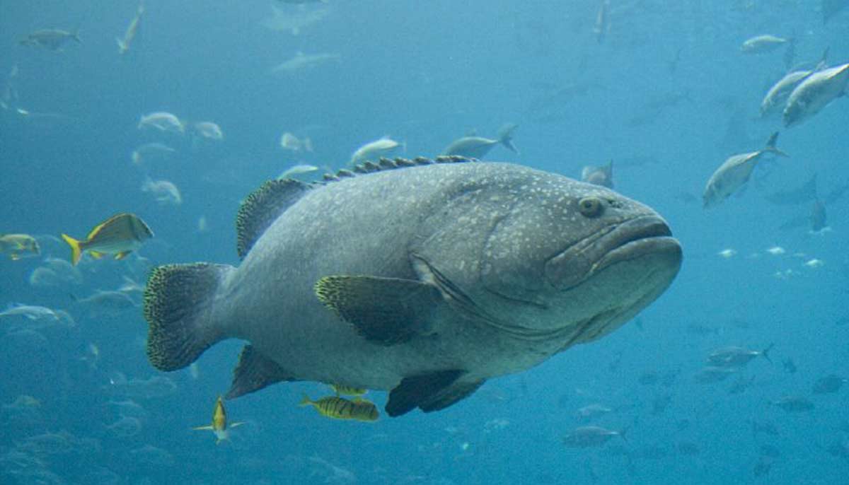 finfish gallery 2