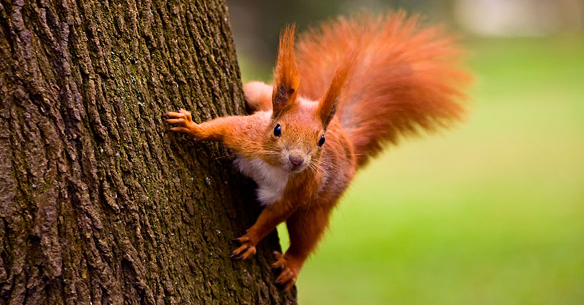 Red squirrel in nature