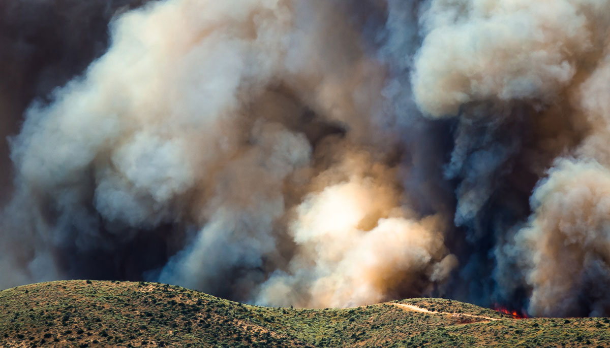 Forest fires