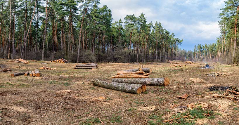 Cutting of trees
