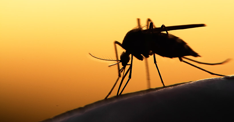 mosquito