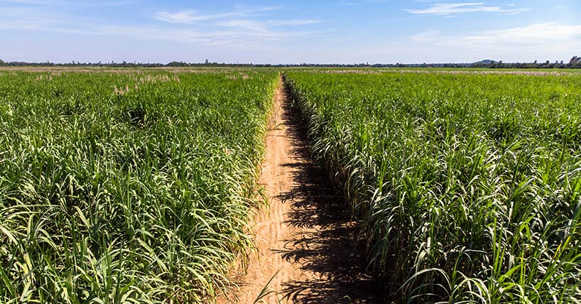 sugarcane